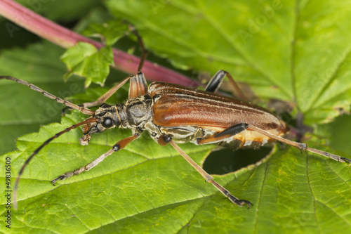 Photo: Variable longhorn beetle (Stenocorus meridianus) Macro photo Variable longhorn beetle (Stenocorus meridianus) Macro photo