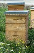 Foto: ruches en ville, au milieu des fleurs ruches en ville, au milieu des fleurs