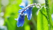 spring flowers