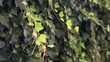 Video: Many leafs of ivy cover a wall Many leafs of ivy cover a wall