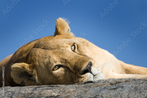 Photo: Lionnes lying on a Kopje. Lionnes lying on a Kopje.