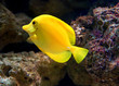 Gelber Doktorfisch