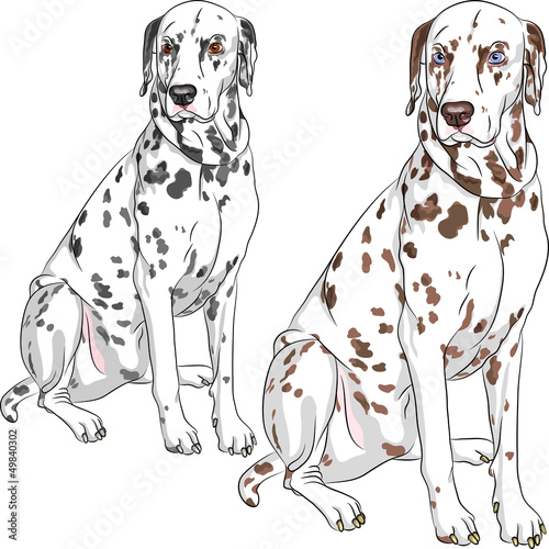 Vector: vector set dog Dalmatian breed sitting vector set dog Dalmatian breed sitting