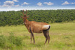 Photo: HarteBeest HarteBeest