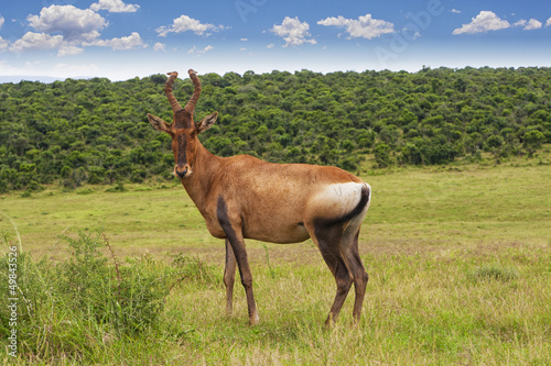 Photo: HarteBeest HarteBeest