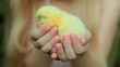 Hands of child holding chicken