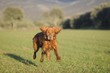 Golden retriever jumping