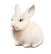 white easter rabbit isolated on white background