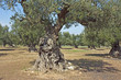 olive trees - Salento - Italy