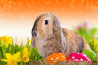 osterhase im gras