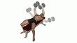 Brustraining- Fliegende