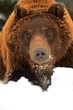 Brown bear