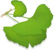 Ginkgo leaves, isolated