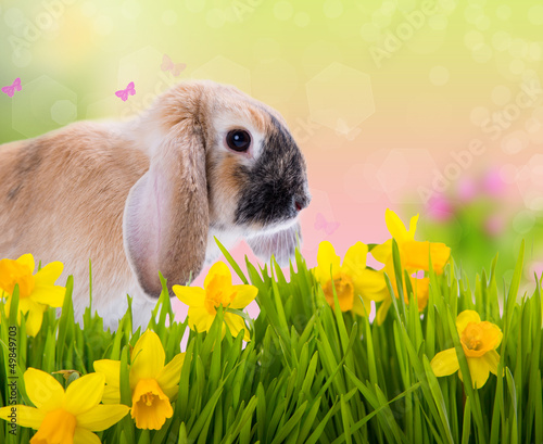 Photo: easter dream easter dream