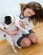 Veterinarian examining jack russell terrier with stethoscope