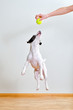 Full-length jack russell terrier playing with ball