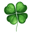 Four leaf clover isolated on white, symbol of happiness