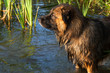 kaukasischer Hirtenhund  owtscharka beim baden