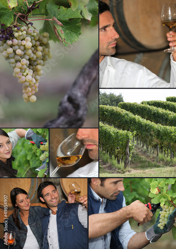 Photo: Viticulture Viticulture