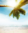 Perfect tropical beach in sunny day
