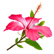 Flower Hibiscus. Hawaiian aloha tropical plant