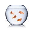 goldfish glass