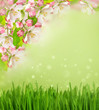 apple tree blossoming and green grass over blurred background