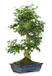 zimmerbonsai