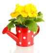 Beautiful yellow primula in watering can, isolated on white