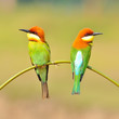 Bee eater Bird