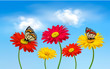 Nature spring gerber flowers with butterflies  Vector illustrati