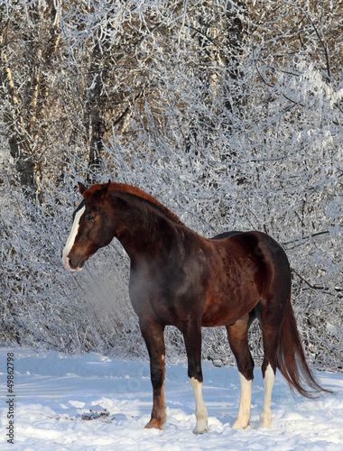 Photo: Horse in winter woods Horse in winter woods