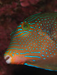Augenfleck Spitzkopf Kugelfisch (Canthigaster solandri)