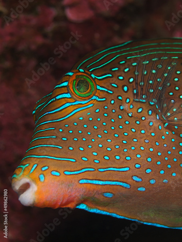 Photo: Augenfleck Spitzkopf Kugelfisch (Canthigaster solandri) Augenfleck Spitzkopf Kugelfisch (Canthigaster solandri)