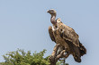 Photo: Vulture Vulture
