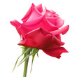 canvas print picture - rose on a white background