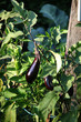 Aubergine