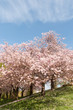kirschbaum