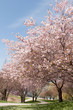 kirschbaum