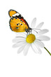 Photo: Schmetterling 46 Schmetterling 46
