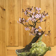 Japanese plum blossom bonsai (Prunus cerasifera)