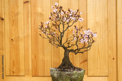 Photo: plum blossom bonsai potted plum blossom bonsai potted