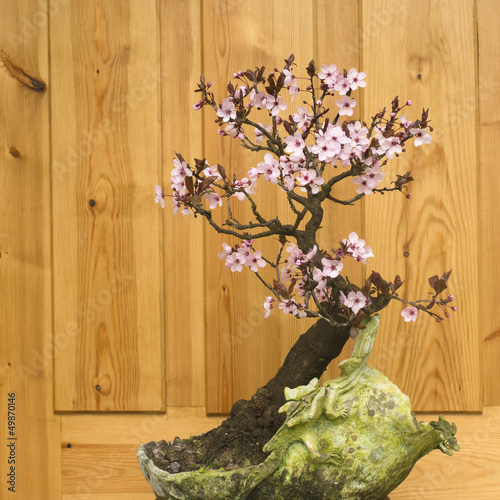 Photo: Japanese plum blossom bonsai (Prunus cerasifera) Japanese plum blossom bonsai (Prunus cerasifera)