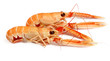 Langoustines