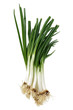 Fresh Scallion