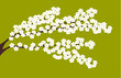 Vector: Spring cherry tree vector illustration Spring cherry tree vector illustration