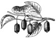 Branch of plant Actinidia