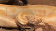 Close up of golden thai python,