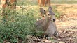Hog deer.