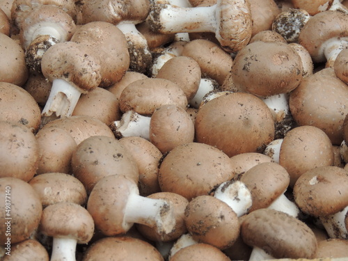 Photo: Champignons de paris Champignons de paris